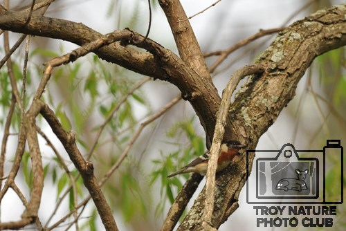 DSC_2739 - Bay-Breasted Warbler