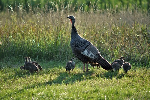 DSC03700-denoise-denoise