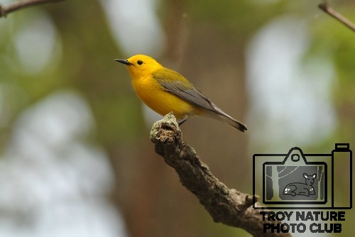 DSC_2446 - Prothonotary Warbler