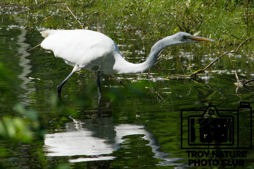 Egret;s Reflection