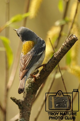 DSC_2721 - Northern Parula Warbler
