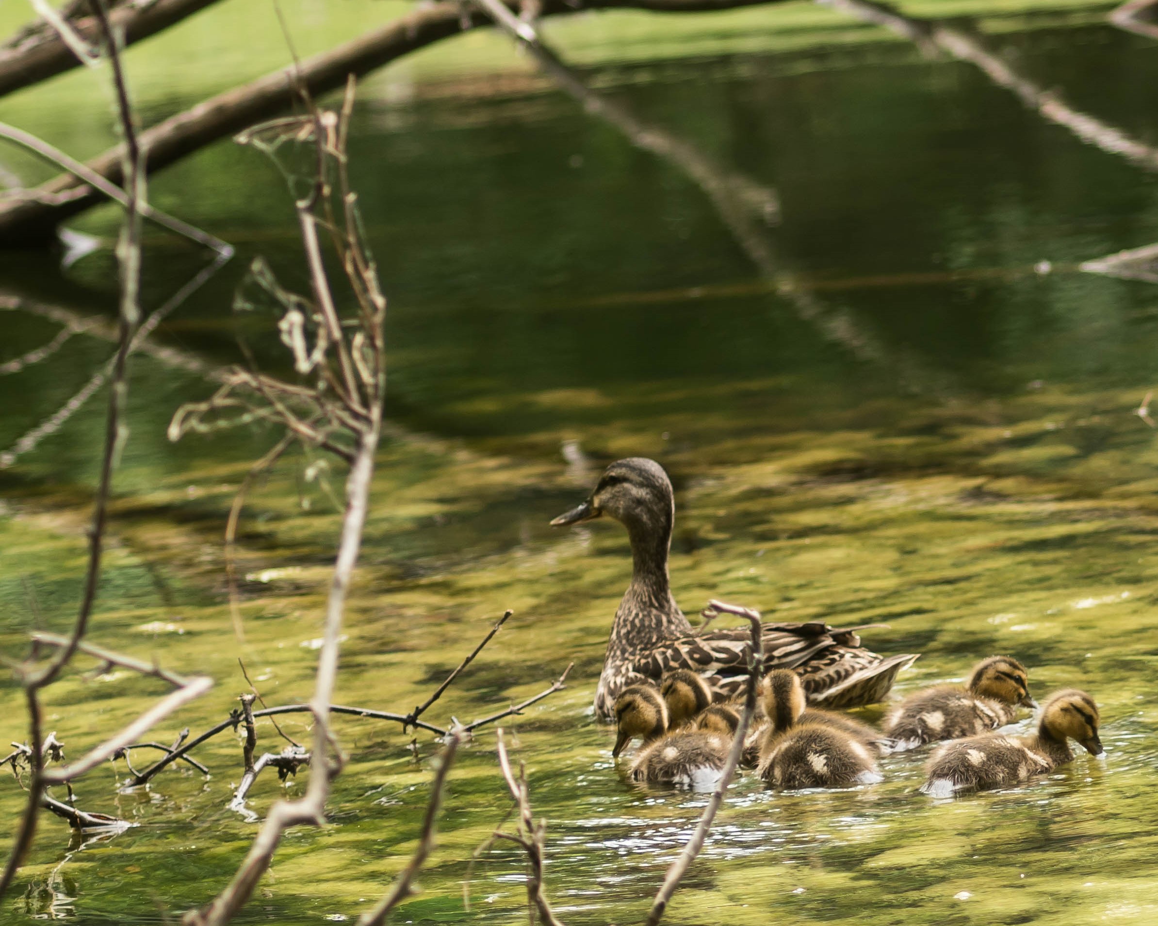 Ducklings 2