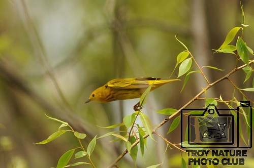 DSC_2378 - Yellow Warbler