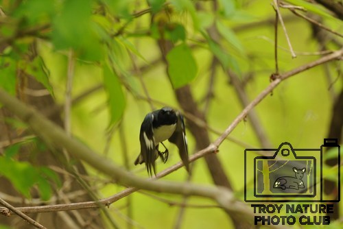 DSC_2458 - Black Throated Blue Warbler
