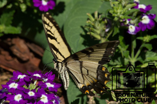 Swallowtail on Verbena