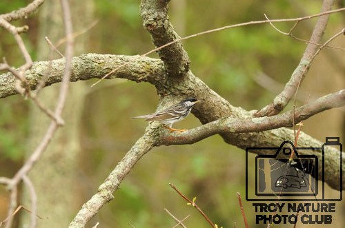 DSC_2553 - Blackpoll Warbler