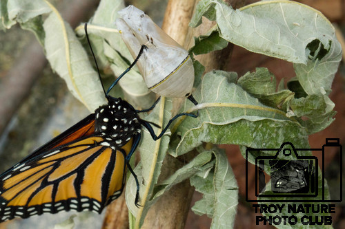 Monarch and Chrysalis