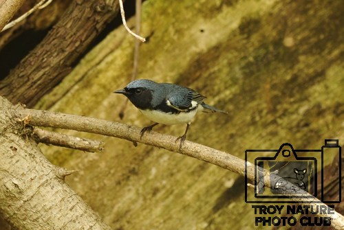 DSC_2470 - Black Throated Blue Warbler