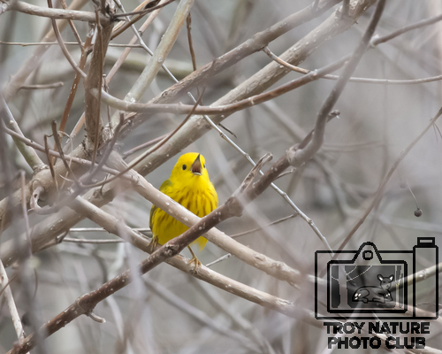 DSC_0703 PSR001c 10x8 Yellow Warbler