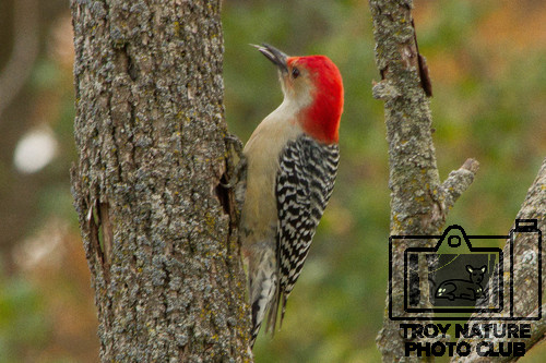 Red-bellied Woodpecker