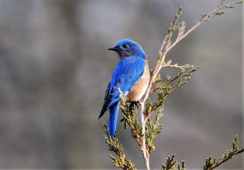 DSC_6778 (2)Blue Bird