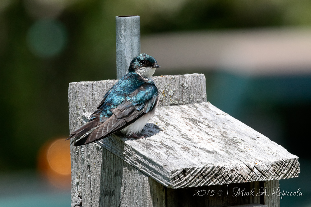 Seven Ponds Photo Expo 2015-13