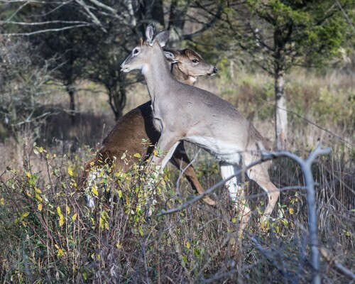 2020-11-07 Stage A7II Canon 100-35 DSC07249 8x10