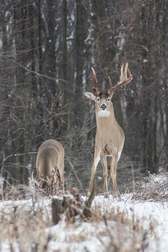 2021-01-02 Stage A7II Vivitar 200-35 DSC07541 (2)