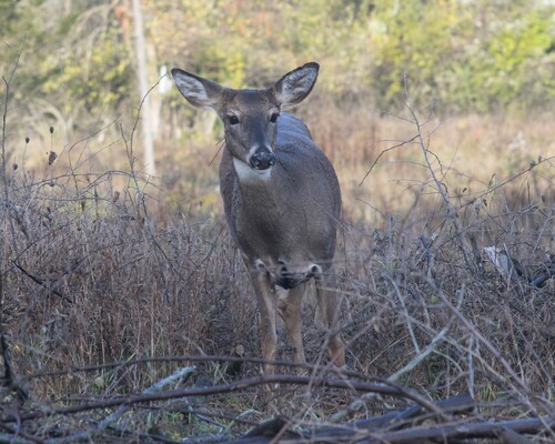 2020-11-07 Stage A7II Canon 100-35 DSC07190 8x10