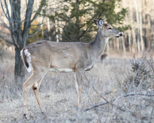 Whitetail 5