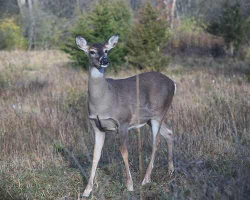 2020-11-07 Stage A7II Canon 100-35 DSC07229 8x10