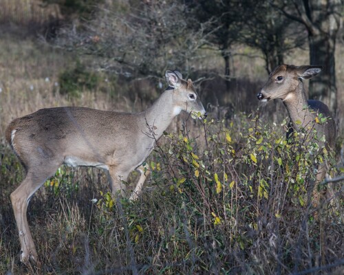2020-11-07 Stage A7II Canon 100-35 DSC07248 8x10