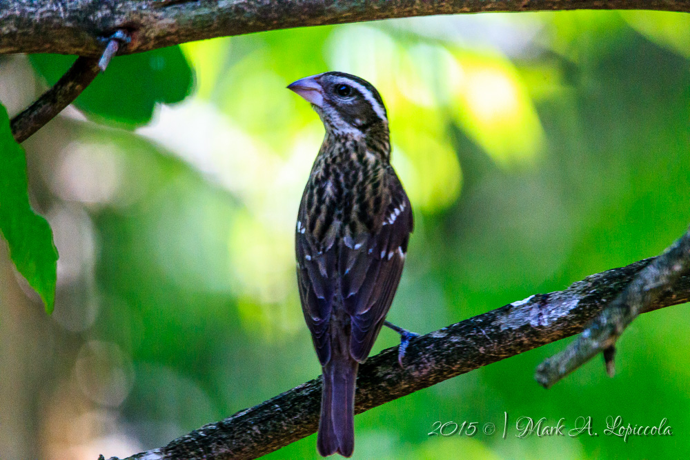 Seven Ponds Photo Expo 2015-17