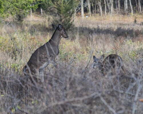 2020-11-07 Stage A7II Canon 100-35 DSC07252 (2)