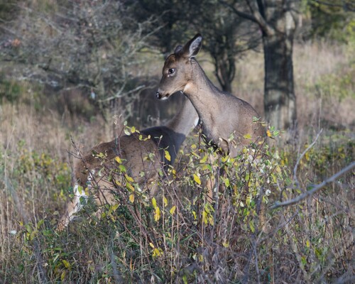 2020-11-07 Stage A7II Canon 100-35 DSC07251 (2)