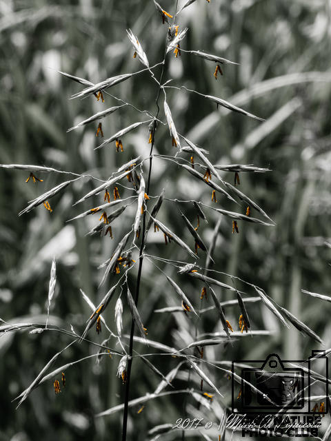 Draper Twin Lakes Nature Preserve- June 2017-18