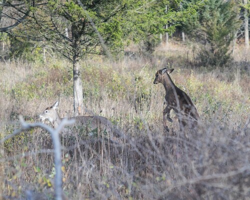 2020-11-07 Stage A7II Canon 100-35 DSC07253 (2)