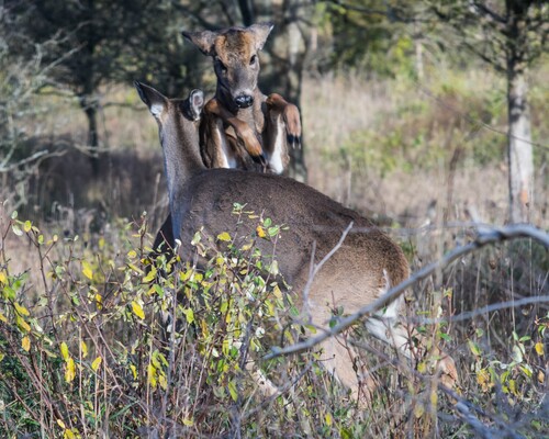 2020-11-07 Stage A7II Canon 100-35 DSC07250 8x10