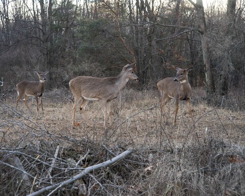 Whitetail 6