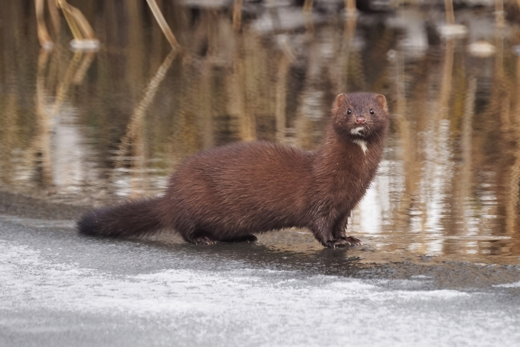 Think Mink 2