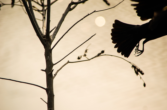 20120415-sheenwatkins5100-DSC_0106