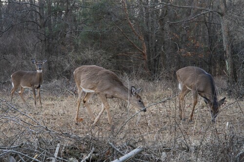 Whitetail 3