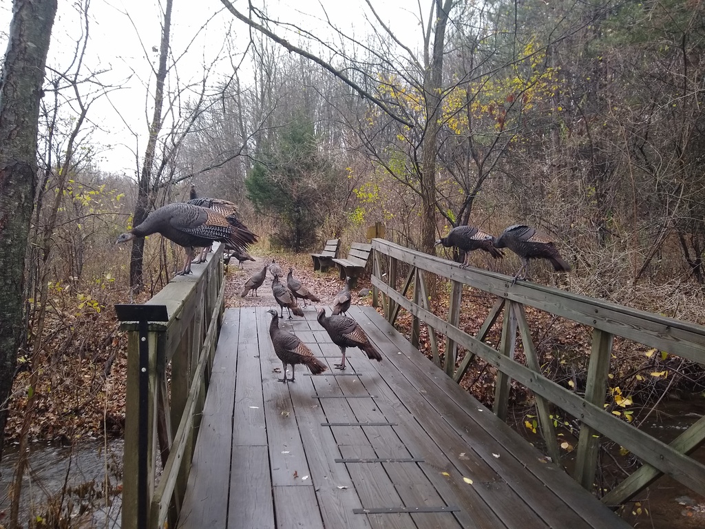 IMG_20201115_105354205