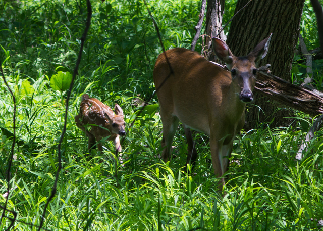 Mom and Fawn