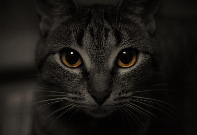 DSC04929ajpg - Copy (3)